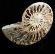 Huge Inch Choffaticeras Ammonite - Rare! #4127-3